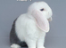Beautiful mini lop rabbits ready now