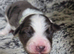 Border collie x papillon puppies