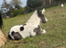 Mare & stepping Colt foal