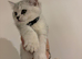 Stunning British Shorthair Kittens