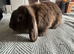Lop rabbit female