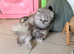 Confident healthy dollface chinchilla Persian kittens
