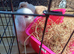 Mini lop boy white with boy eyes 8 weeks