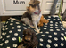 Gorgeous Schnoodle puppies