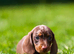Quality boys and girls miniature Kc reg
