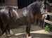 2 Year old Cob Colt.