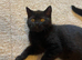 British blue pedigree cats
