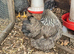 Three Satin Silkie Laying hens for sale