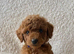 Tiny toy poodle puppies