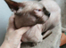 RARE ! Blue eyed Short legged Sphynx ( Bambino )