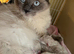 Beautiful mink & traditional ragdoll kittens