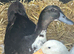 Cayuga duck and Aylesbury duck females