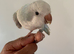 Hand tame Quaker parrot