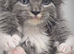 Fluffy Tica reg maine coon kittens
