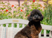 Adorable female puppy looking for her forever home