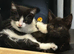 Tuxedo x Maine Coon kittens