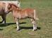 Registered shetland colt foal