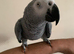 Tame and talkative African grey