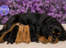 Beautiful F1 Cavapoo Puppies Ready Now