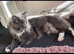 ragdoll / mainecoon kittens