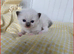 Stunning Ragdoll kittens.