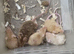 Friendly fancy female mice