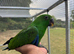 READY NOW! Hand reared Eclectus