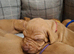 KC Registered Home Bred Hungarian Vizsla Puppies 0.9% COI 5 Generation
