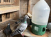 Racing pigeons for sale