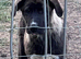 Dane Shepherd Puppies