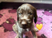 Kc reg german wirehaired pointer puppies for sale