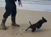 Staffordshire bull terrier female full kc