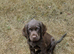 F1B Sprocker Spaniel pups looking for new homes