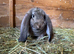 Pure Giant French Lops