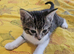 Male kitten for rehoming