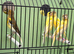 Very good quality this year canary&rsquo;s available
