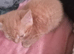 Ginger female kitten