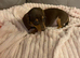 Beautiful dachshund puppies