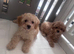 Last 2 boys remaining beautiful cavapoo pups