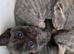 Pedigree TICA Devon Rex Kittens
