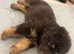 Beautiful German Shepherd puppies