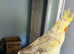 Baby cockatiel for sale