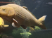 Large Koi Carp for Sale – Approx. 20"