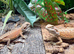 Hypo High Orange Genetic Stripe Leatherback Bearded Dragons at Birmingham Reptiles