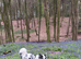 Merle Border Collie Female