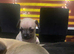 Beautiful grey Chihuahua puppies