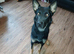 1year old German shepherd