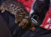 6 bengal kittens