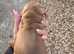 Miniature dachshund female