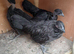 Necked neck bantam chickens
